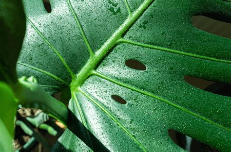 monstera deliciosa sweating